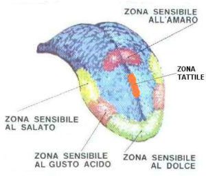 Le zone sensibili della lingua